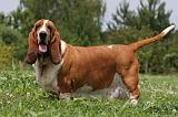BASSET HOUND 022